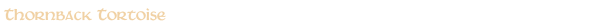 Thornback Tortoise